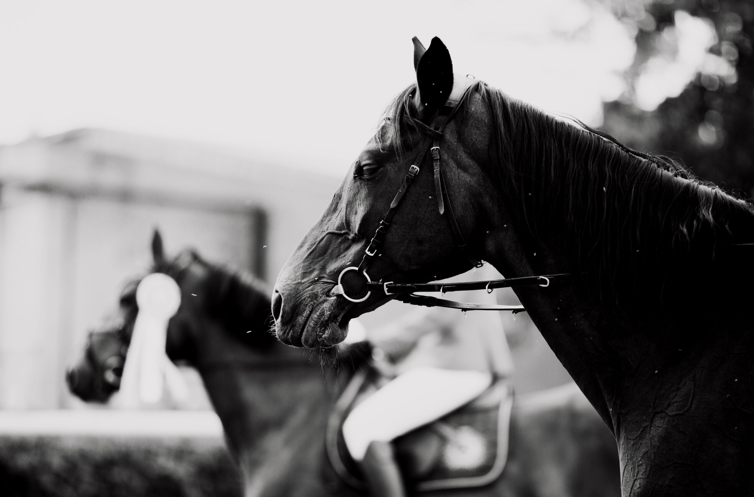 A,Black-and-white,Portrait,Of,A,Horse,At,A,Competition,,With